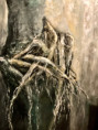 /album/houzevnate-stromy/img-e2807-jpg1/
